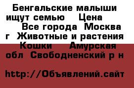 Бенгальские малыши ищут семью) › Цена ­ 5 500 - Все города, Москва г. Животные и растения » Кошки   . Амурская обл.,Свободненский р-н